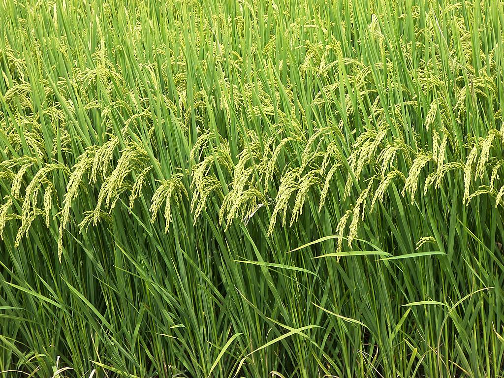 Kharif, Rabi and Zaid Crops - Features and Examples:India Major Crops