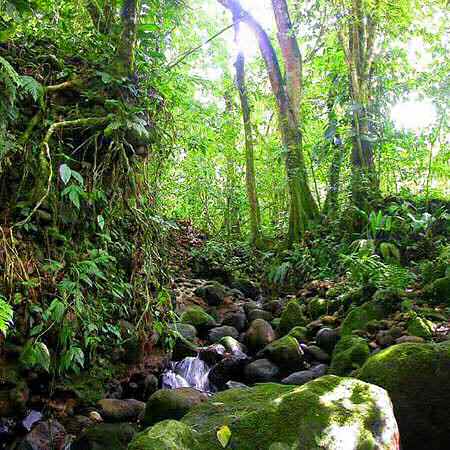 rainforest-3