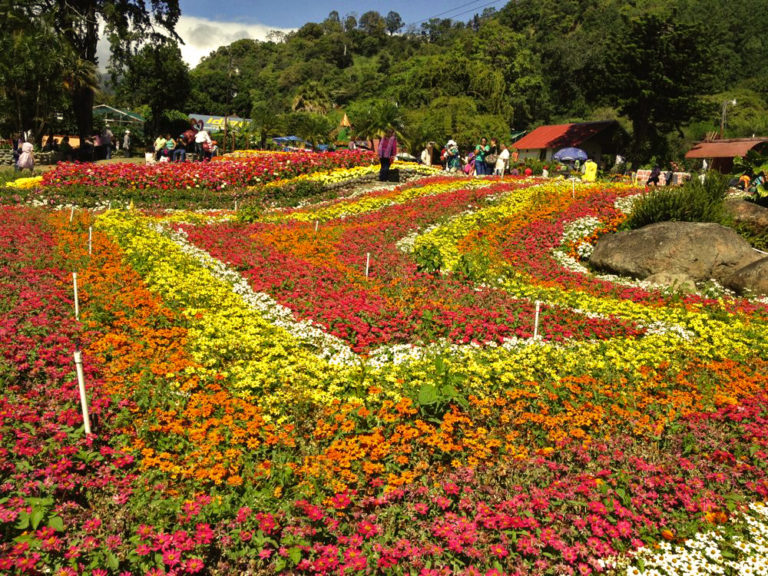 Boquete Flower & Coffee Festival | Panama Tours