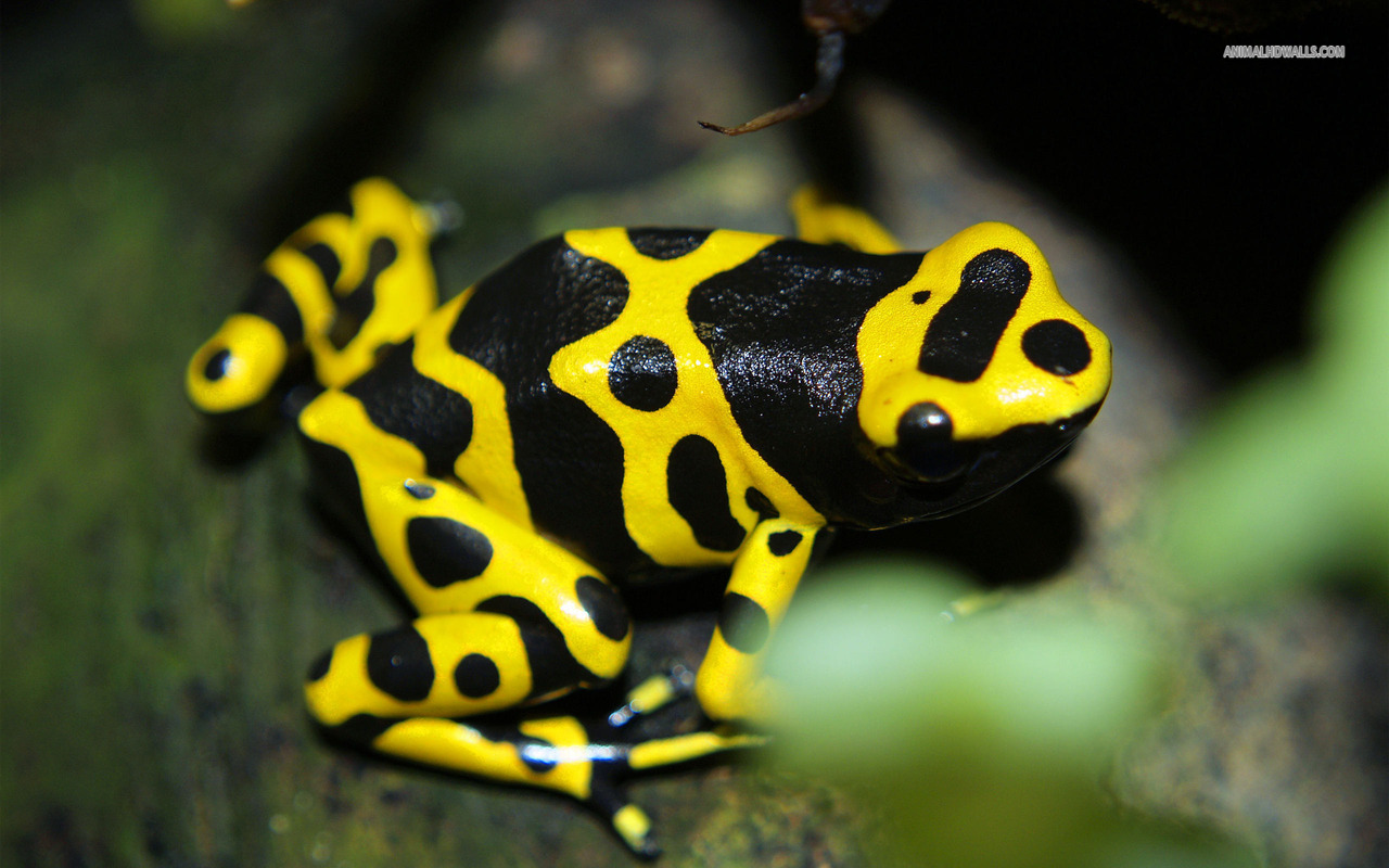 poison-dart-frogs-take-up-residence-at-hotel-by-panama-canal-the