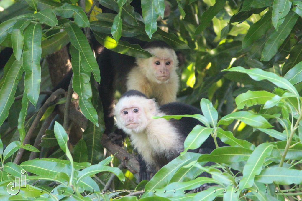 monkeys in a tree