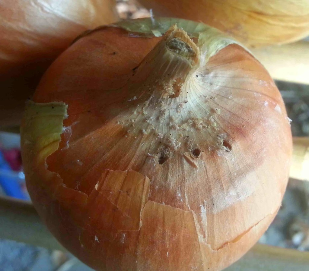 damaged onions
