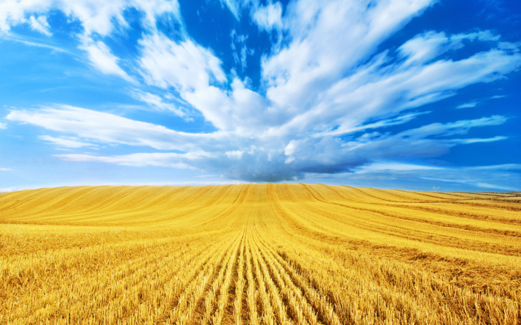 wheat field