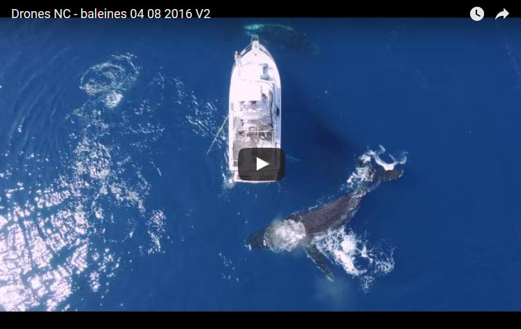 WATCH: Breathtaking Drone Footage Captures Whales Playing Below Boat ...