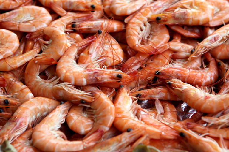 shrimp_1