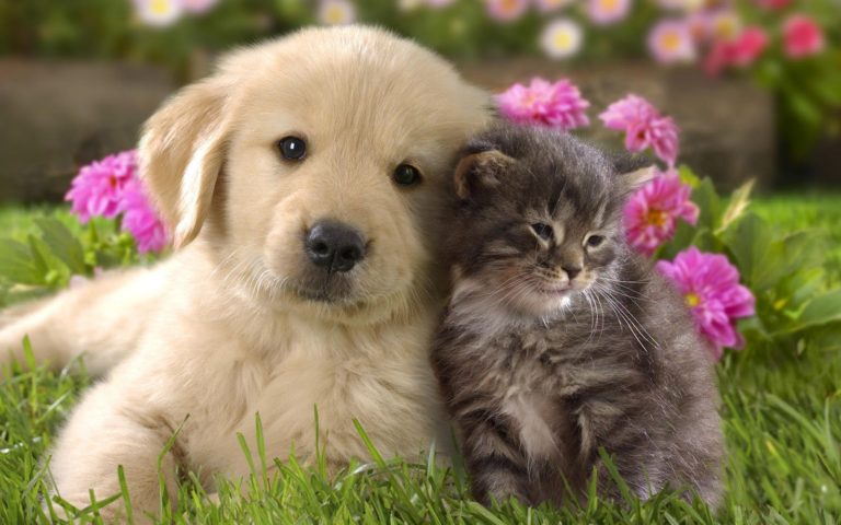 baby-cats-and-dogs-7
