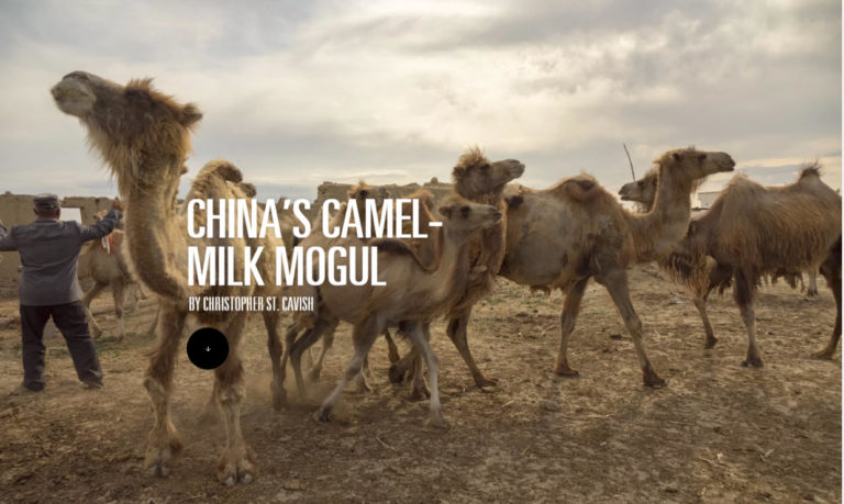 chinas camel milk mogul