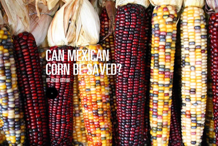 mexican corn