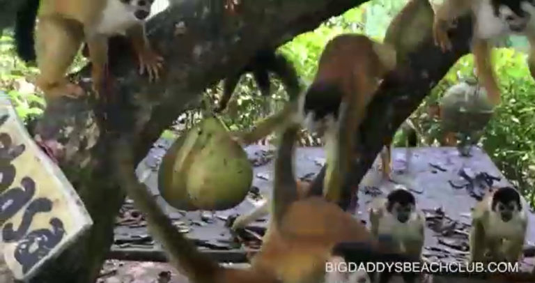 big daddys beach club