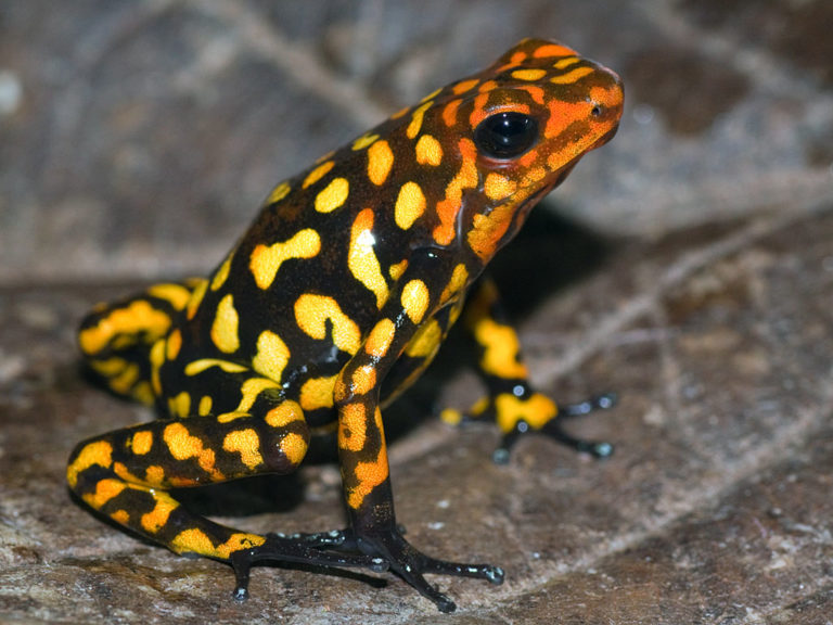 harlequin frog