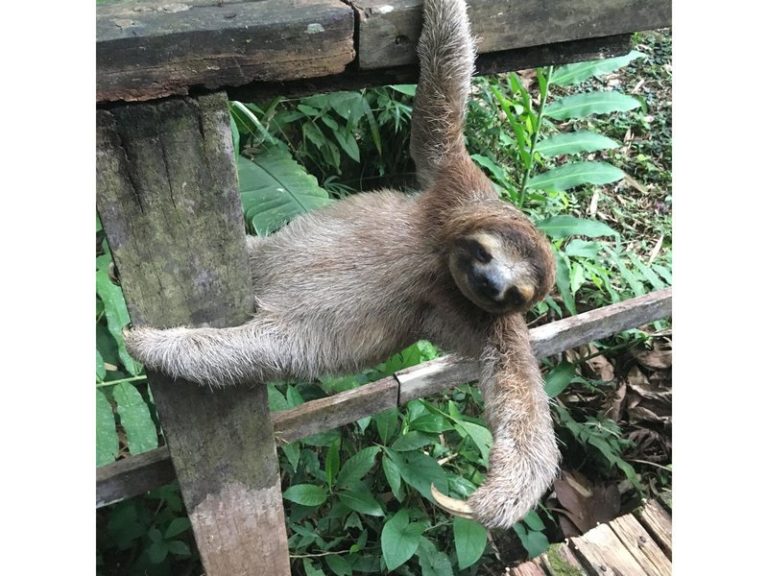 sloth 1