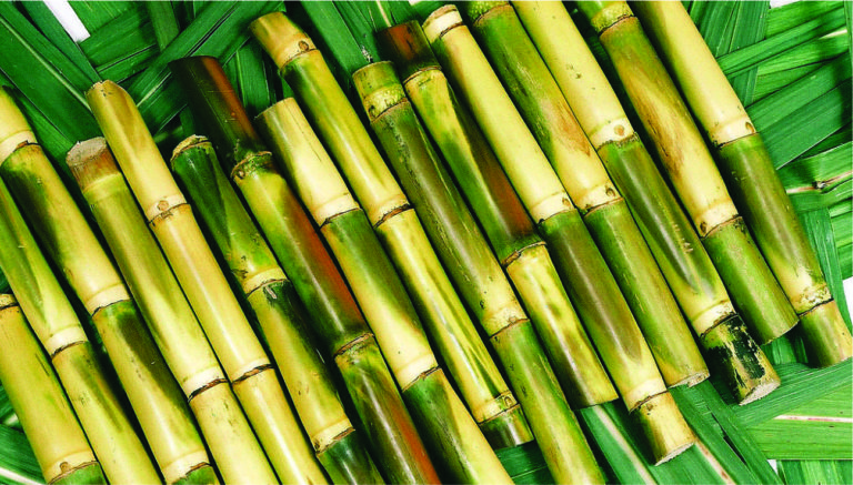 sugarcane-1