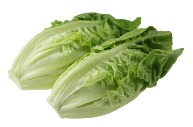Romaine_Lettuce