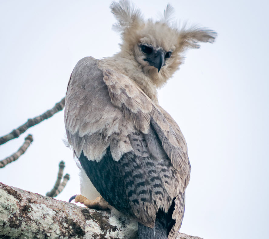 Harpy Eagle 🦅 Panamas national animal #harpyeagle #panamatattoo
