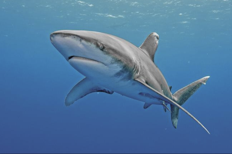 Screenshot 2022-11-11 at 9.13.14 PM