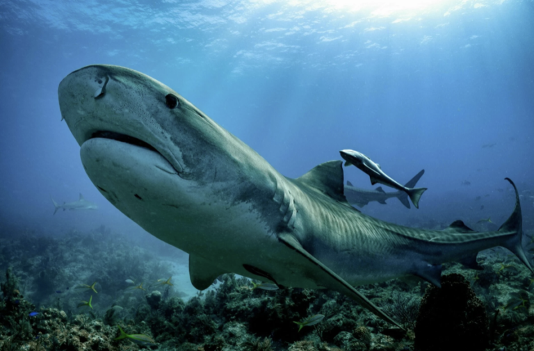 Screenshot 2023-03-10 at 6.28.21 PM