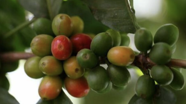 Screenshot 2023-04-06 at 6.25.01 PM