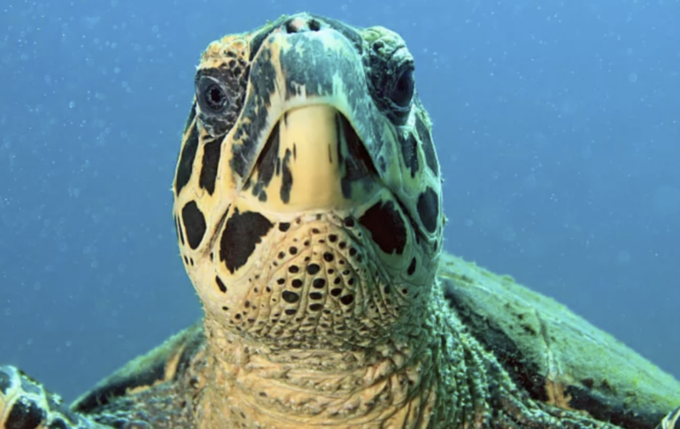 Screenshot-2023-06-02-at-9.04.18-PM