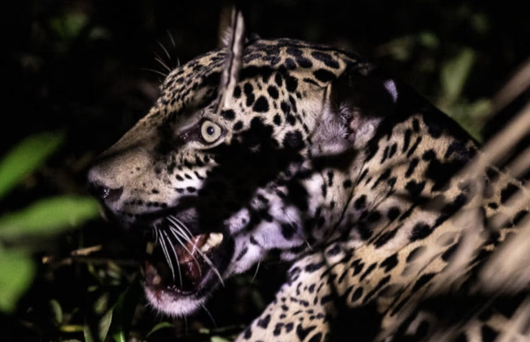 Screenshot-2023-06-17-at-12.15.05-AM