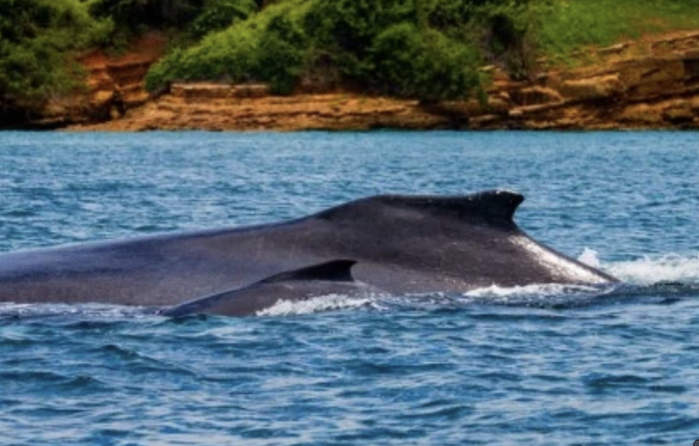 Screenshot-2023-06-30-at-7.57.15-PM