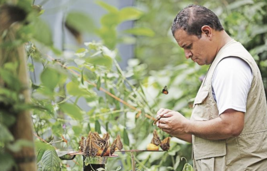 From cattle rancher to butterfly 'farmer', the new emerging ecological ...