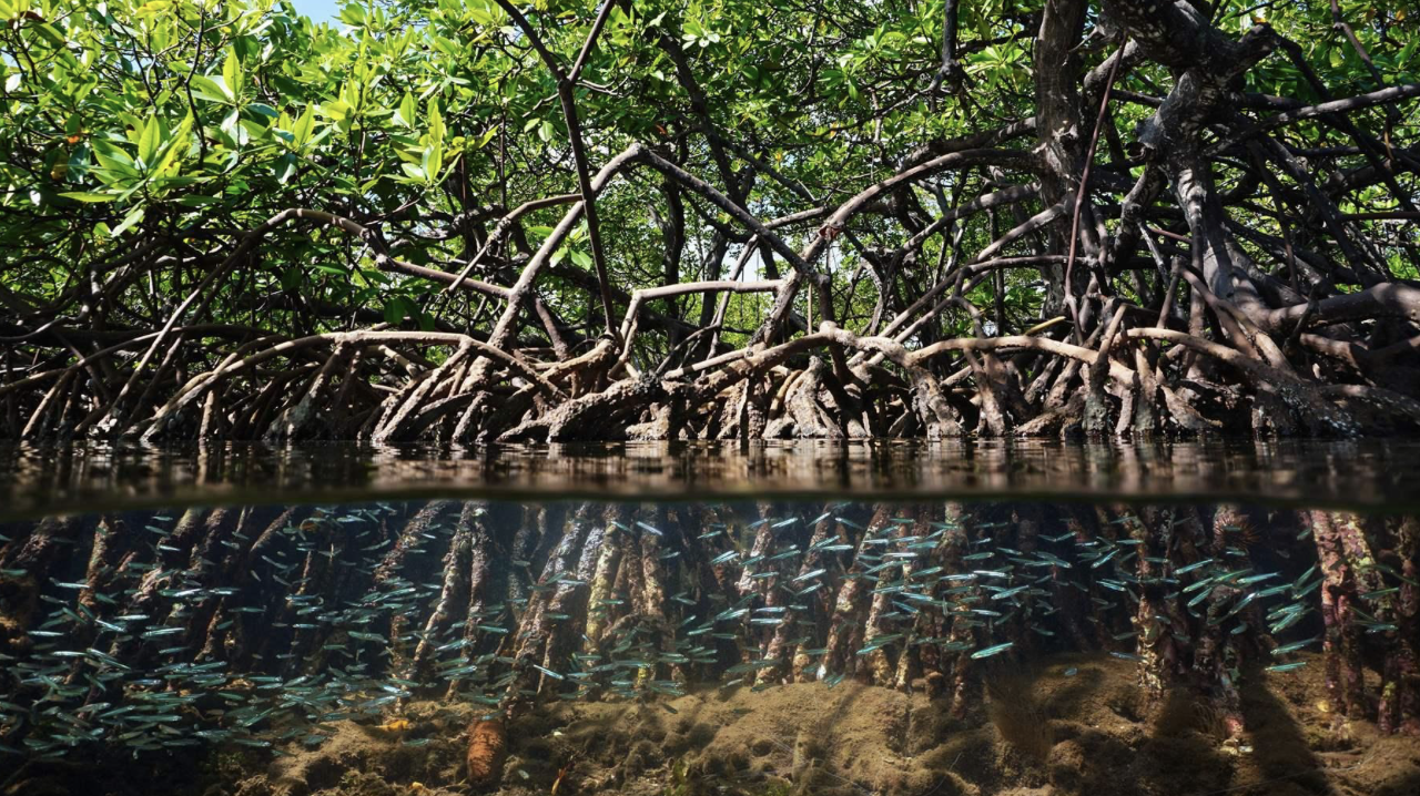 ecosystem