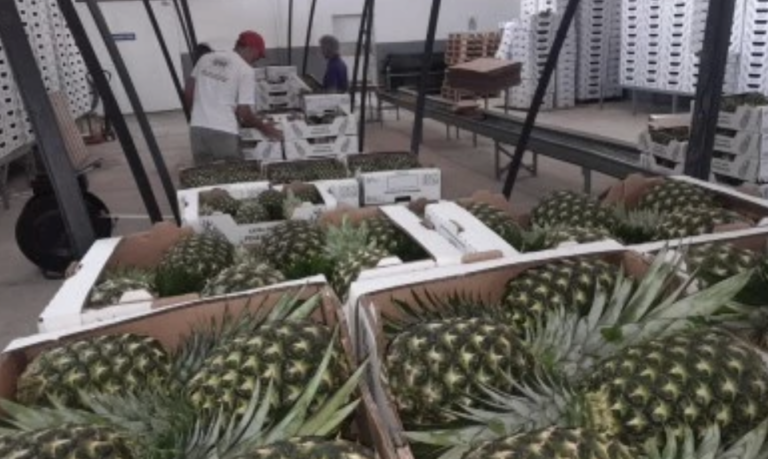 mercosur growth 5 to 8