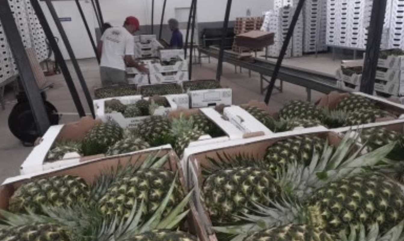 mercosur growth 5 to 8