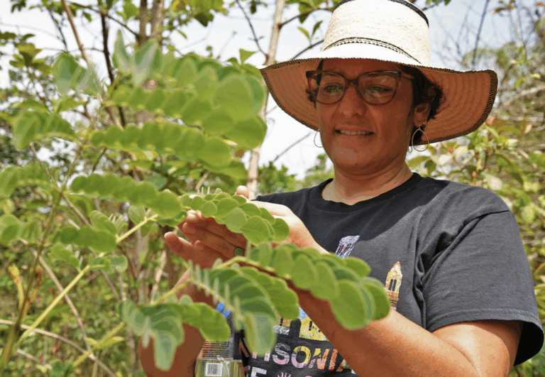 indigenous reforestation