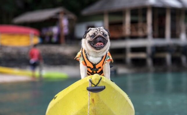 Family walking their dog at a pet?friendly hotel in Panama during International Dog Day