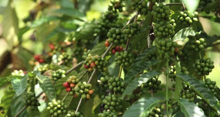 Families receiving property titles in the Panama Canal watershed
