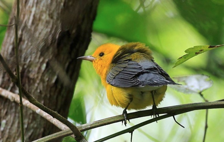 Panama hosting 11 UN-sponsored environmental summits and forums until 2027