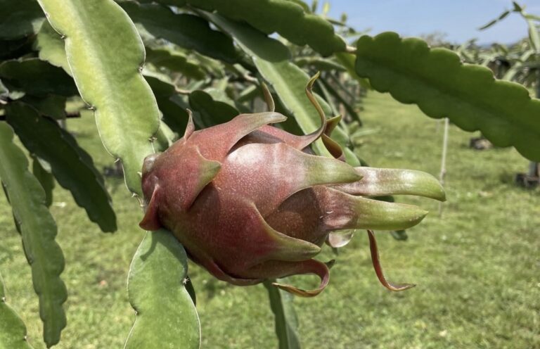 Cargo containers and tropical fruit ready for export from Panama’s logistics hub under favorable tariff conditions
