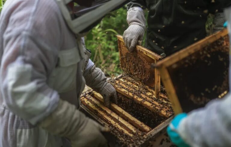 Women practicing sustainable beekeeping to harvest mangrove honey in Panama.