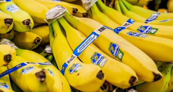 Workers at a plantation during the restart of Chiquita Panama Production and banana farming operations.