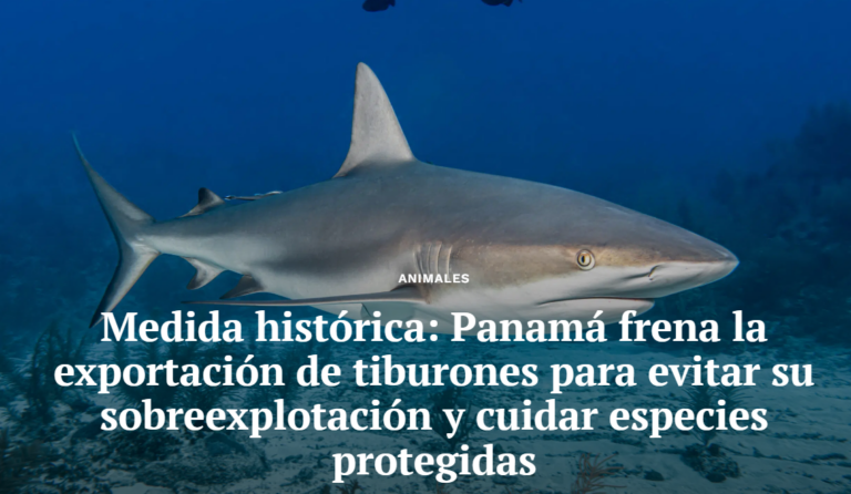 Hammerhead sharks swimming in a protected area representing the Panama shark export ban and marine biodiversity conservation.