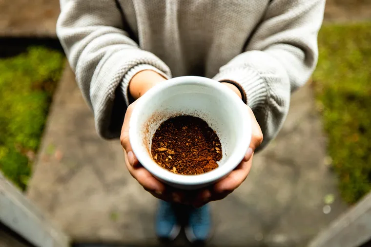 Hand-picked red cherries of Panama Geisha coffee in the Boquete highlands.