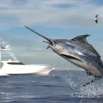 Anglers participating in sustainable catch and release practices under the new Panama sport fishing regulations framework.