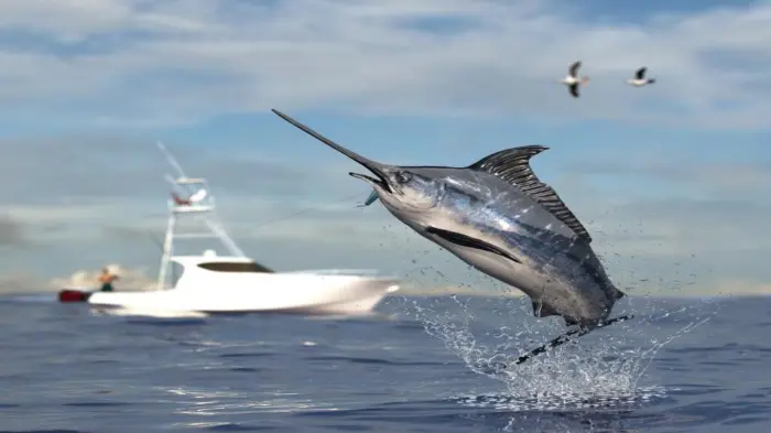 Anglers participating in sustainable catch and release practices under the new Panama sport fishing regulations framework.