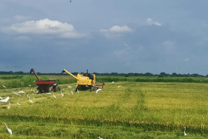 Green rice fields under a bright blue sky representing the strength of the Panama rice agribusiness.