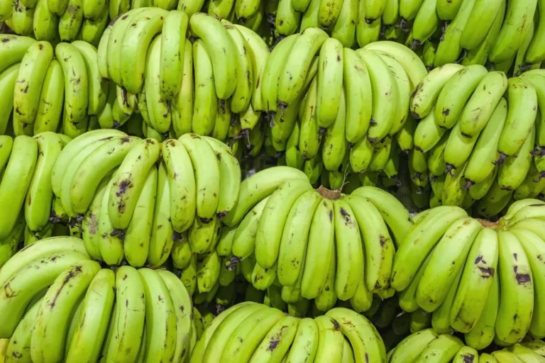 A thriving landscape highlighting Panama agricultural trade with plantain farming and livestock sector activity.