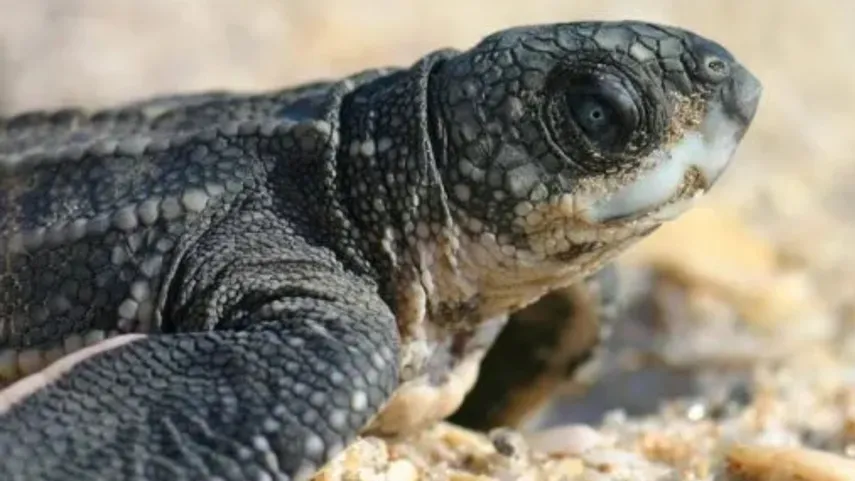 A majestic leatherback sea turtle swimming gracefully in the ocean, highlighting the recent Panama Bay sighting.