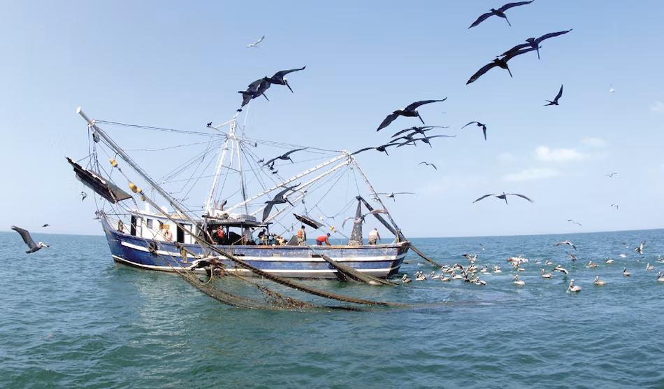 Fishing boats docked at port during the Panama shrimp fishing ban for marine species conservation.