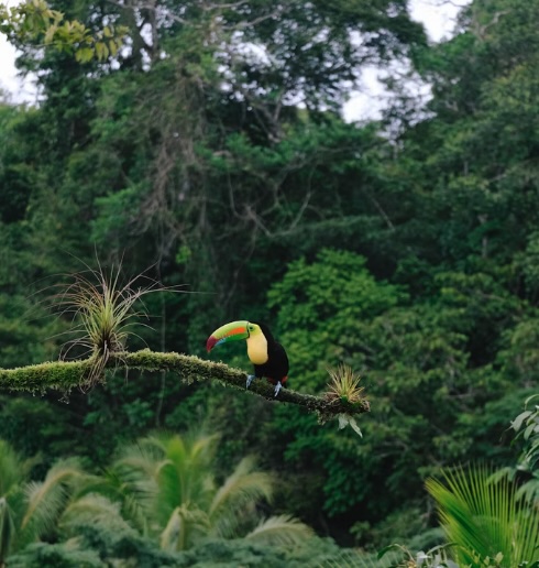 : Environmental delegates gathering in Panama for the global Panama protected areas congress on biodiversity preservation.